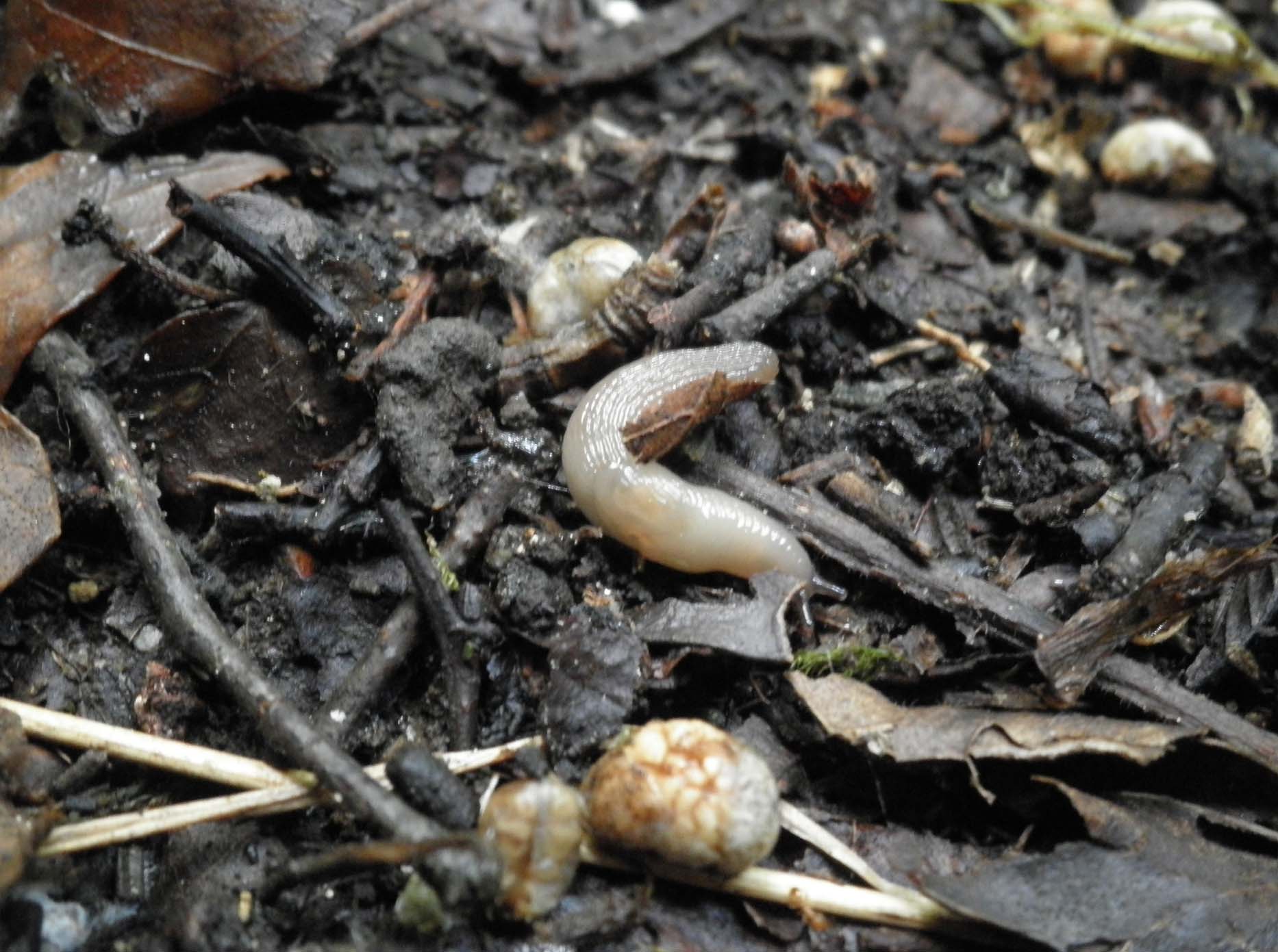 Limax sui Monti Berici (VI)